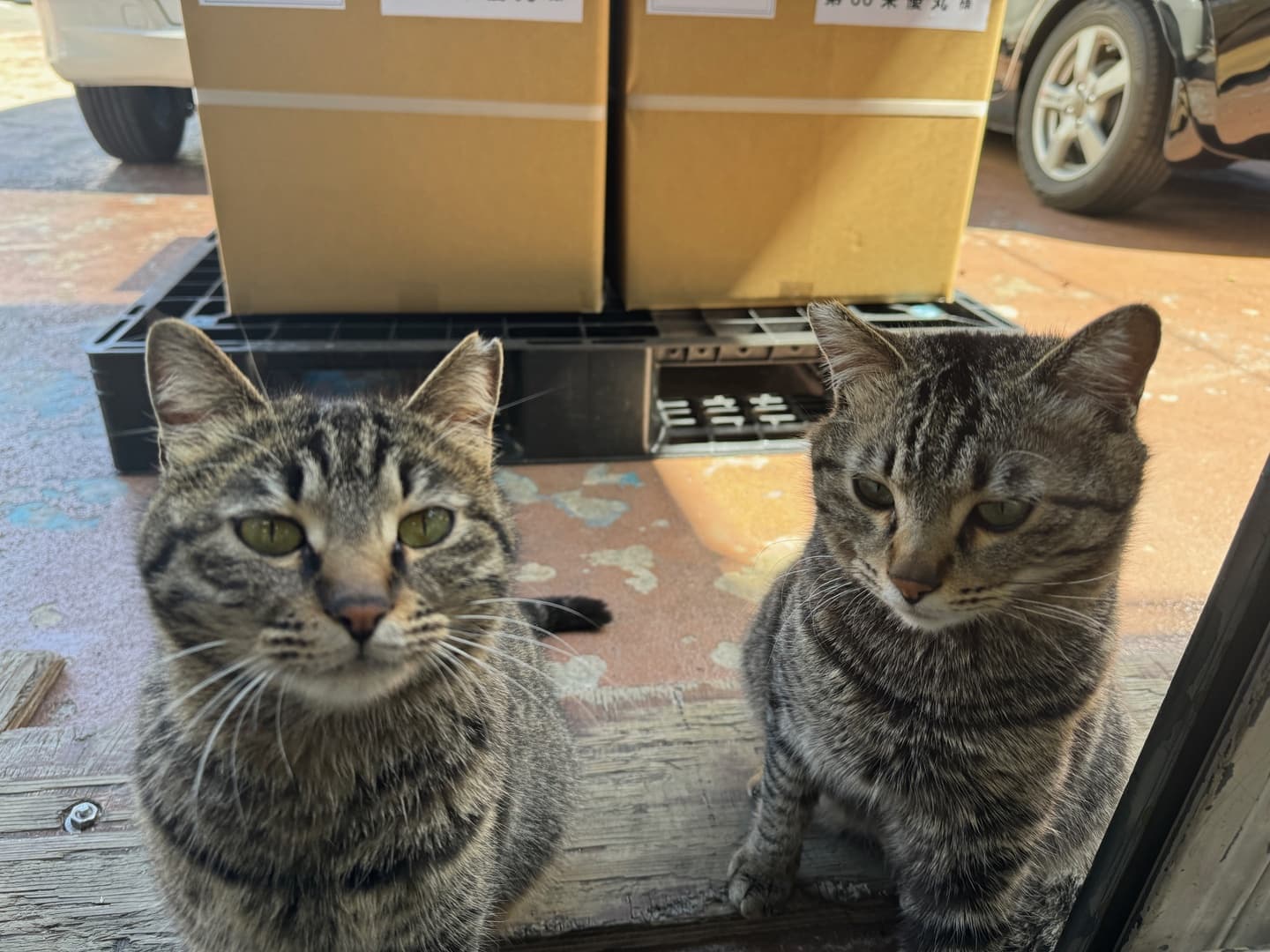 さくら猫になった2匹